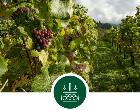 Servizi per Filiere Agroalimentari