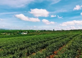 Crediti di carbonio in agricoltura: un’opportunità concreta