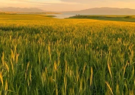 Frumento e orzo: gestione di precisione con il supporto digitale