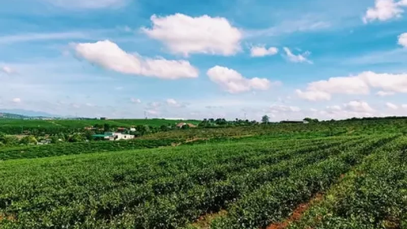Crediti di carbonio in agricoltura: un’opportunità concreta