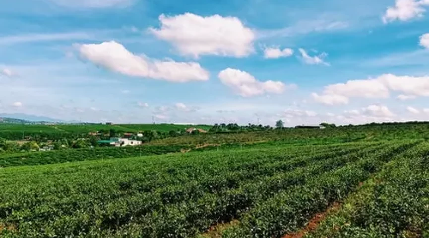 Crediti di carbonio in agricoltura: un’opportunità concreta