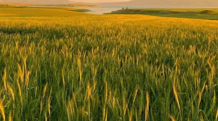 Frumento e orzo: gestione di precisione con il supporto digitale